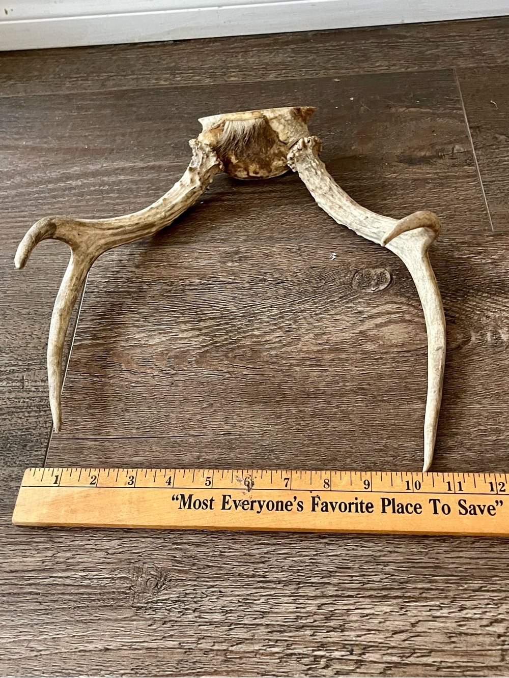 Natural Brown Deer Antler Wall Decor - Rustic Home Accent - Picture 4 of 8